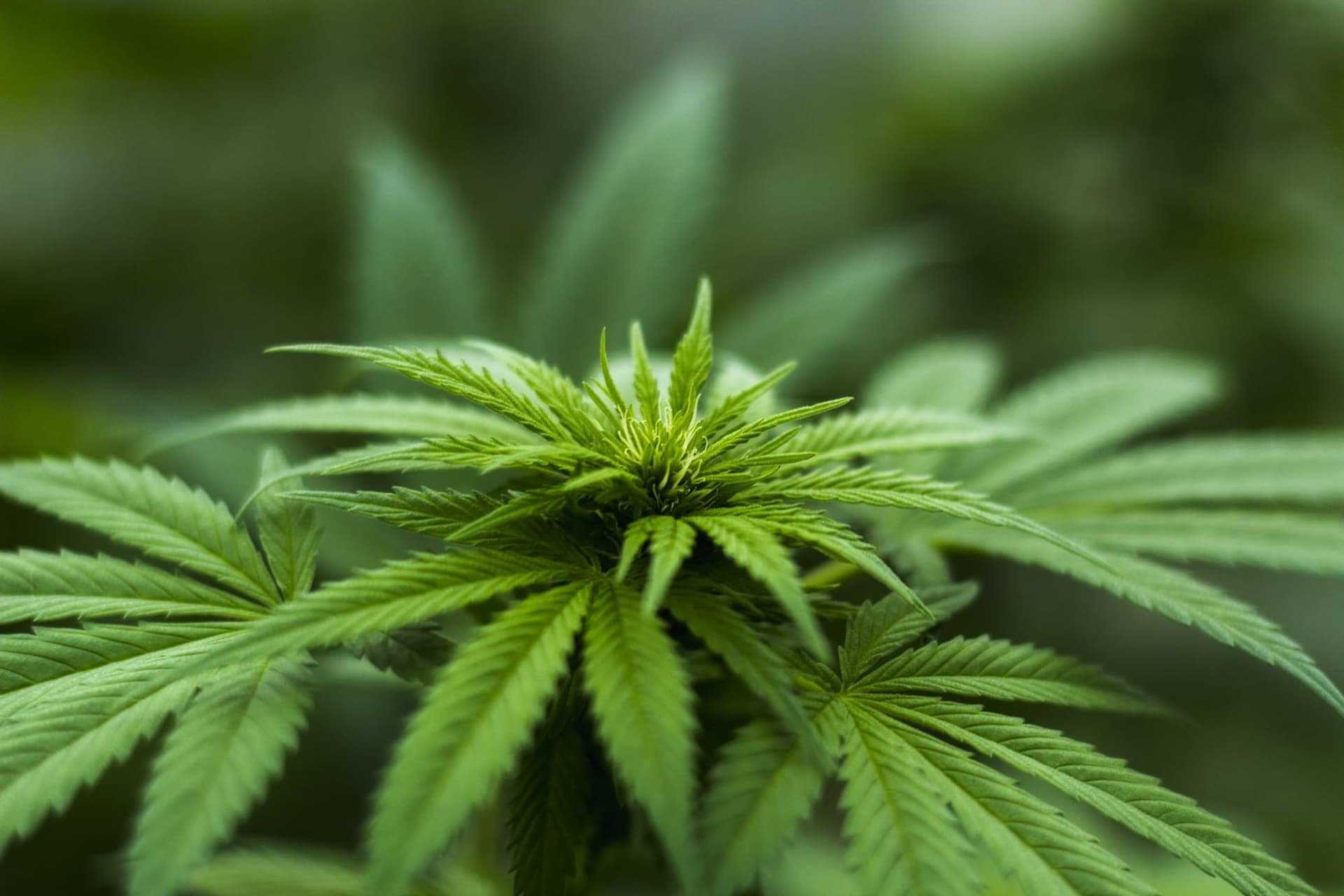 Cannabis club hamburg – Legal &amp; gemeinschaftlich bei Blütenbande e.V.