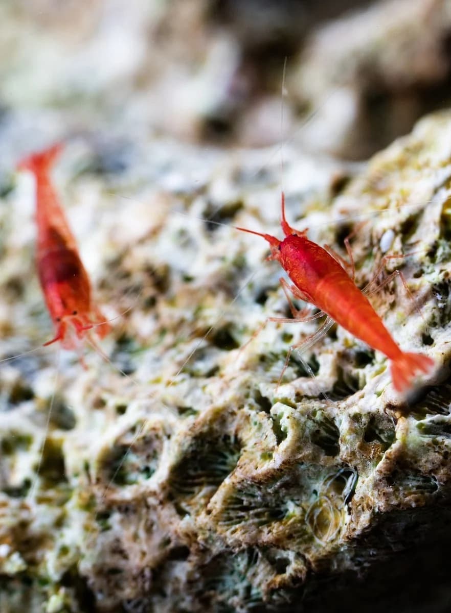 Wholesale opae ula for Sustainable Shrimp Ecosystem Businesses