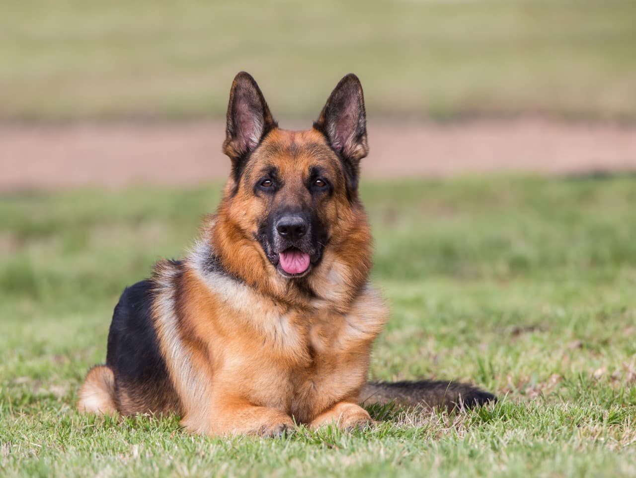 Security Dogs – Trained Canine Units for Maximum Protection | ISA Support Services