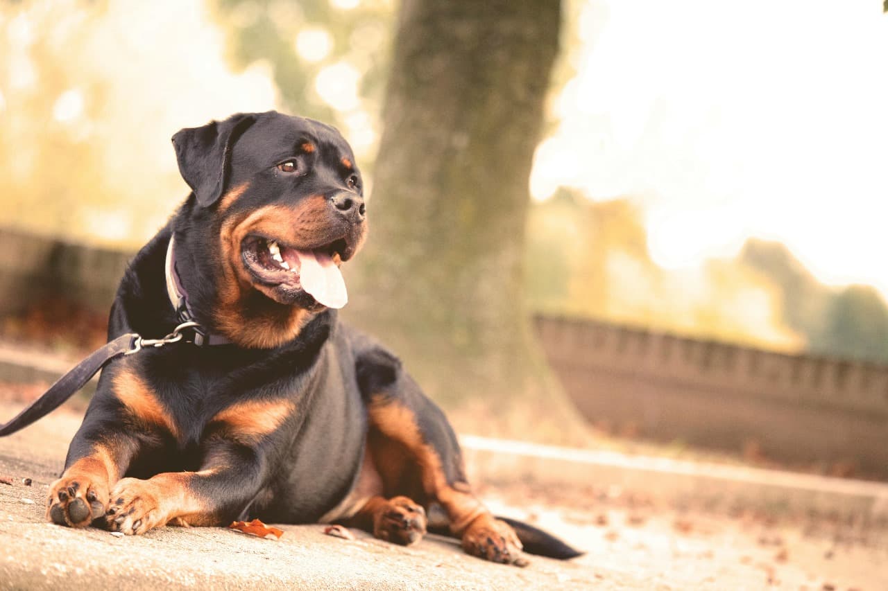 How Security Dogs Enhance Safety and Prevent Threats in High-Risk Areas