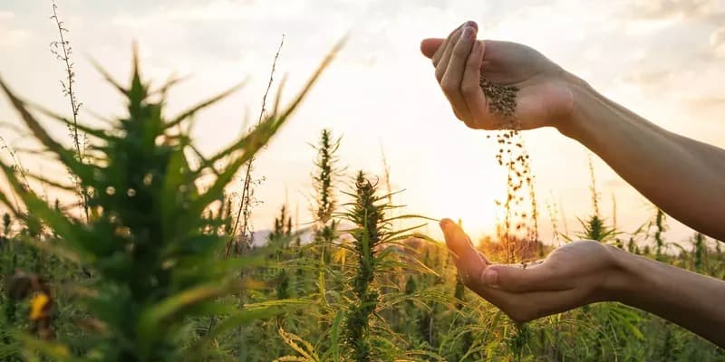 CBD Madrid | Premium Wellness by Clubs Cannabis Madrid