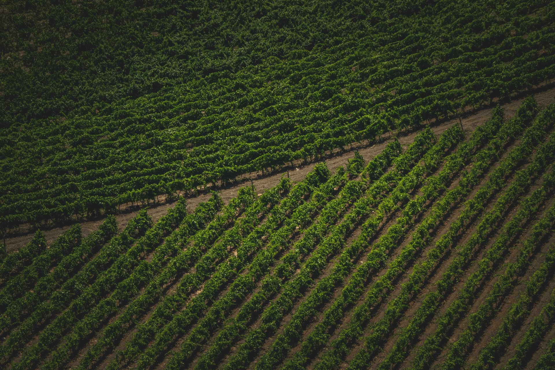 Discover the Best Wine Experiences in Clarksburg CA