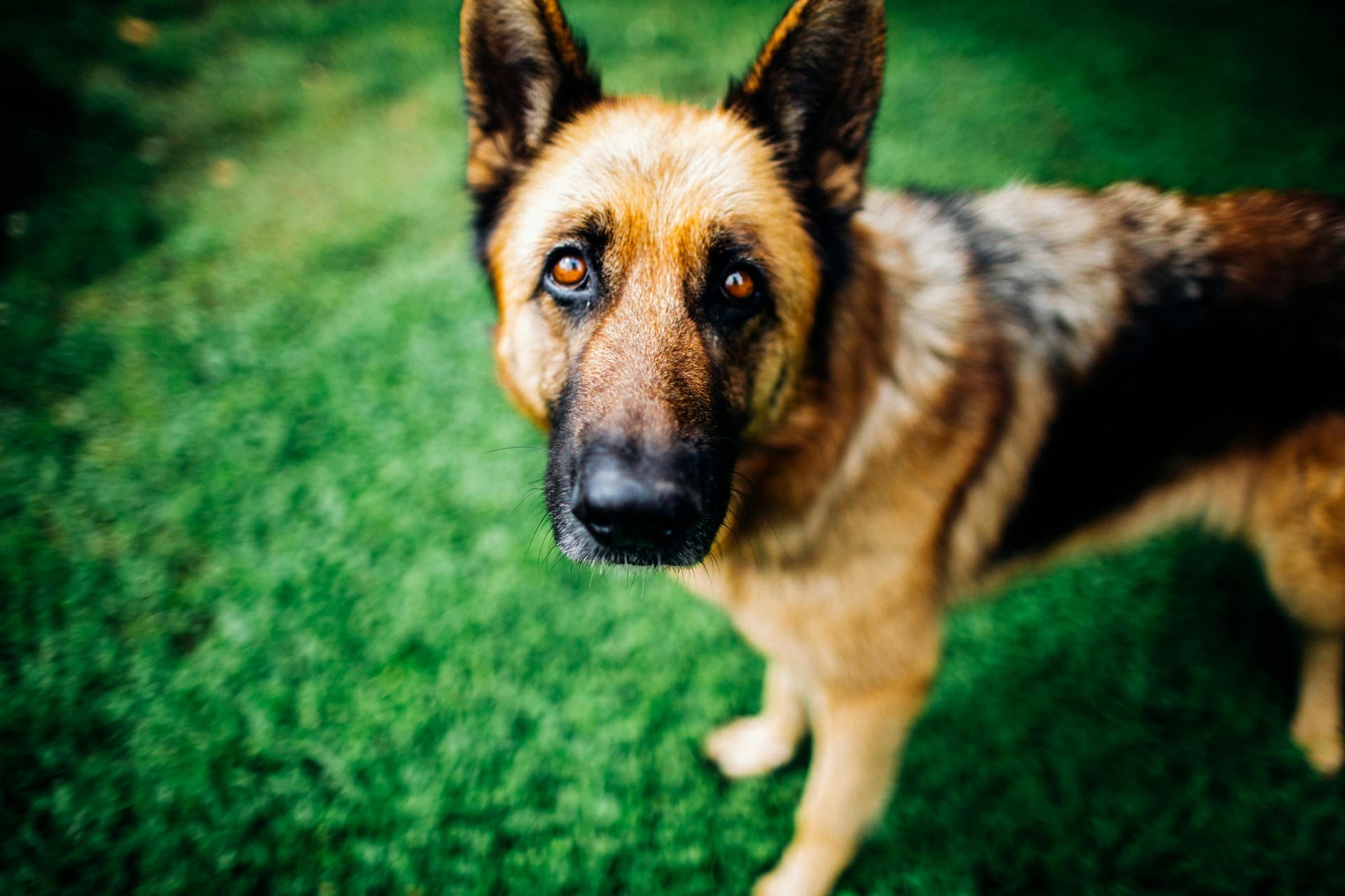 Security Dogs – Professional K9 Protection Services for Businesses
