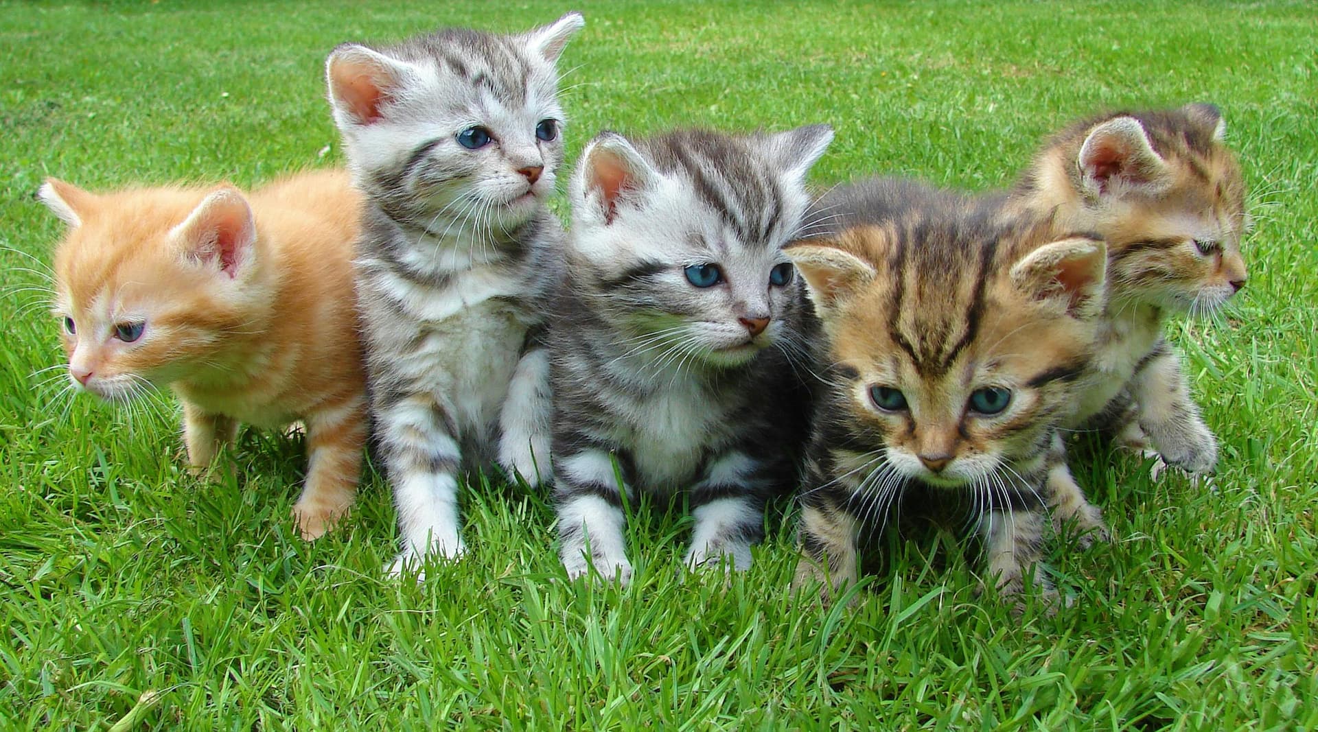 Healthy, Home-Raised Coon Cats for Sale at Amore Cattery in California