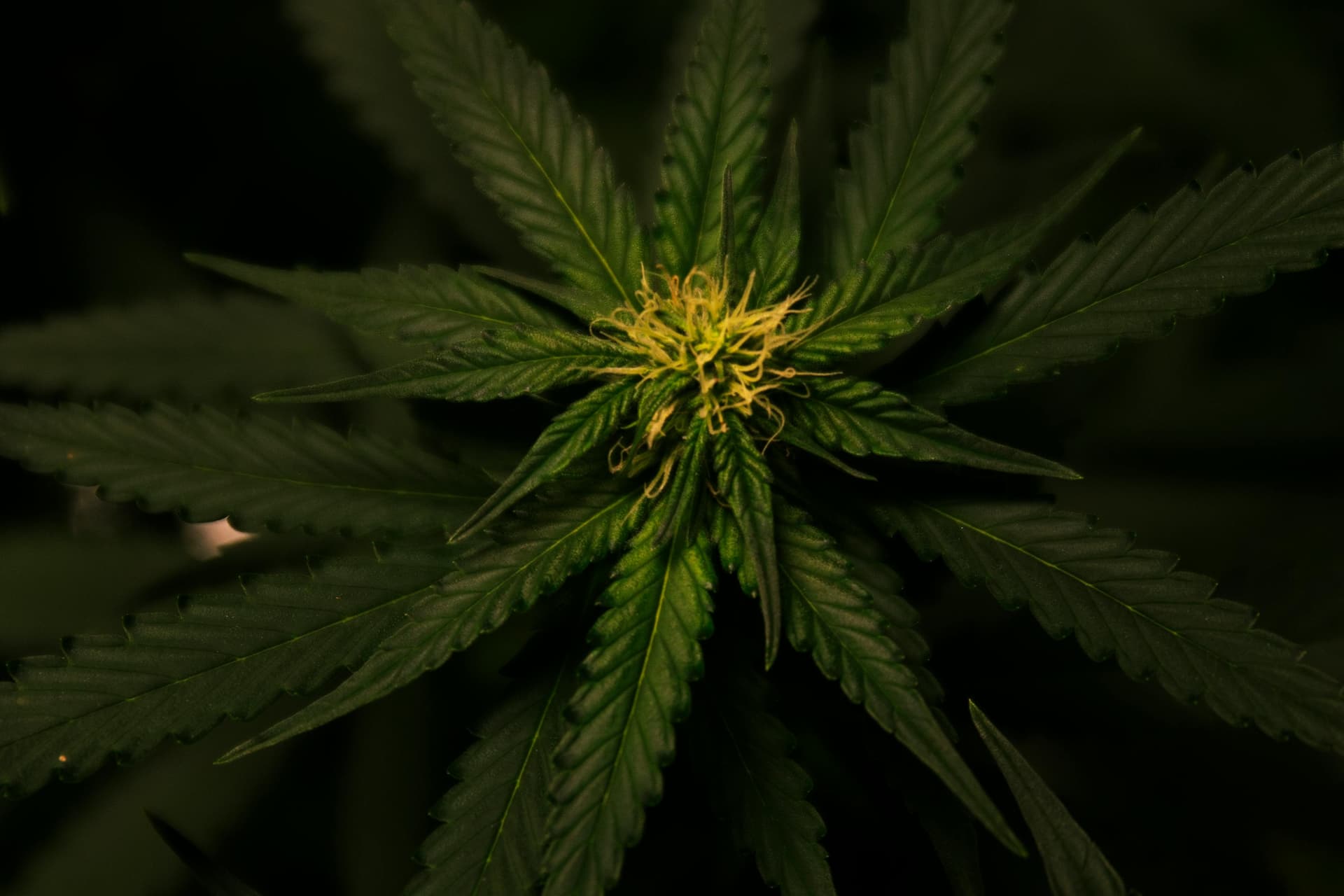 HOW CULINARY CULTURE AND CANNABIS TRENDS ARE INFLUENCING MODERN FLAVORS