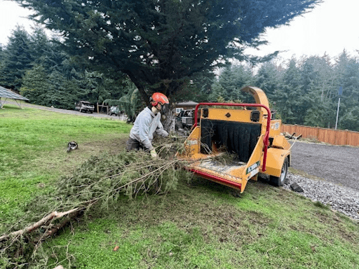 Why Professional Tree Trimming Makes a Difference for Your Property