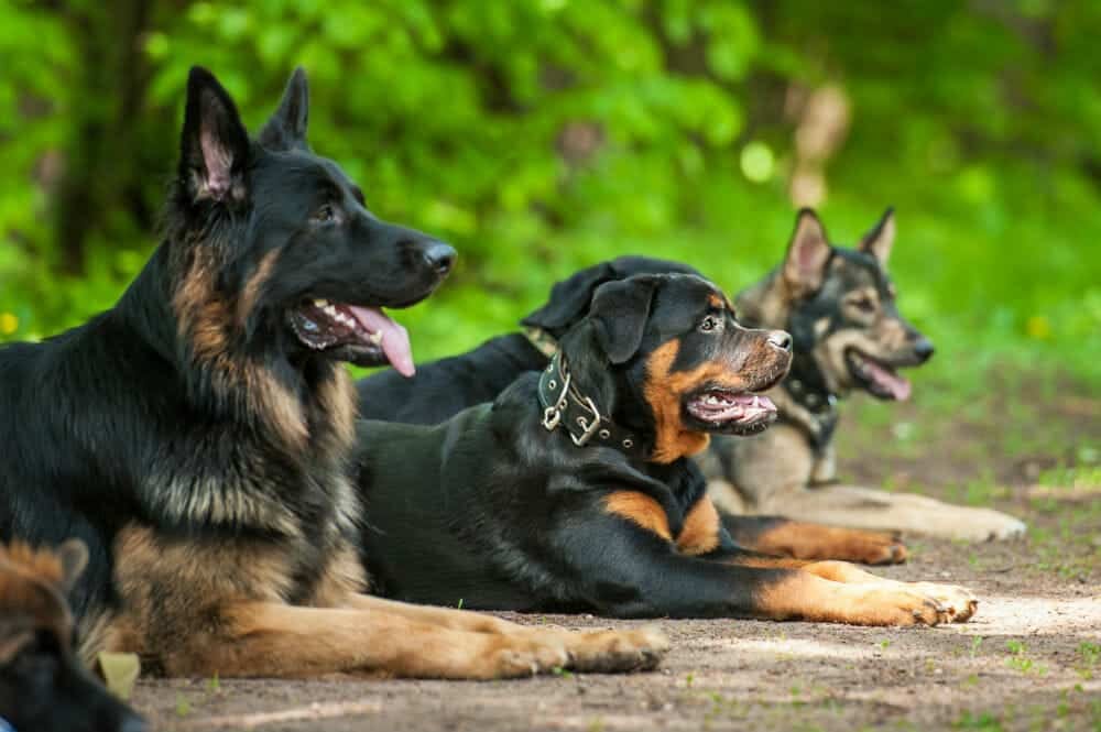 ISA Support Services: Trusted Protection Solutions Featuring Security Dogs