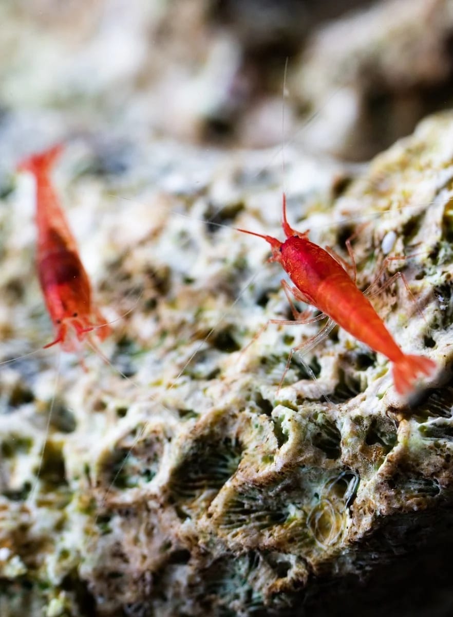 Wholesale opae ula for Sustainable Shrimp Ecosystem Businesses