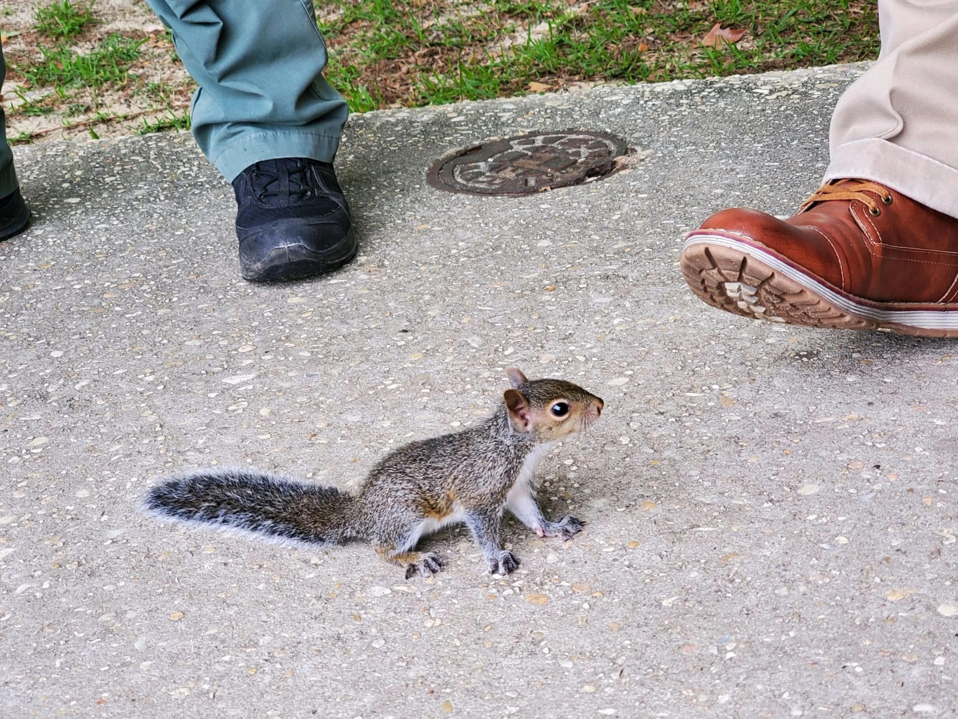 Professional Squirrel Removal Services for Your Home