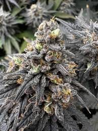 Cannabis Club Hamburg: Gemeinschaftlich &amp; Legal genießen
