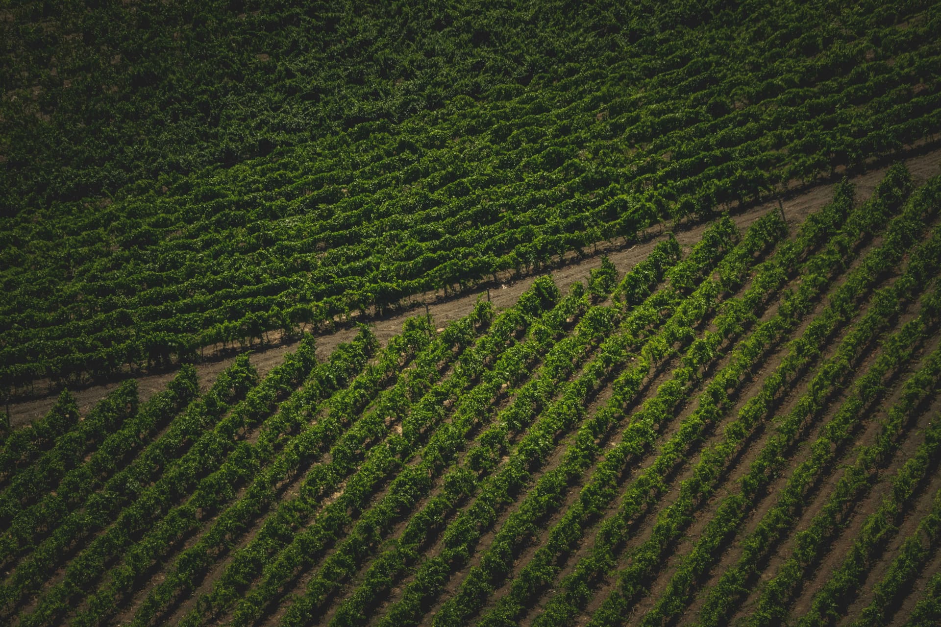 Discover the Best Wine Experiences in Clarksburg CA
