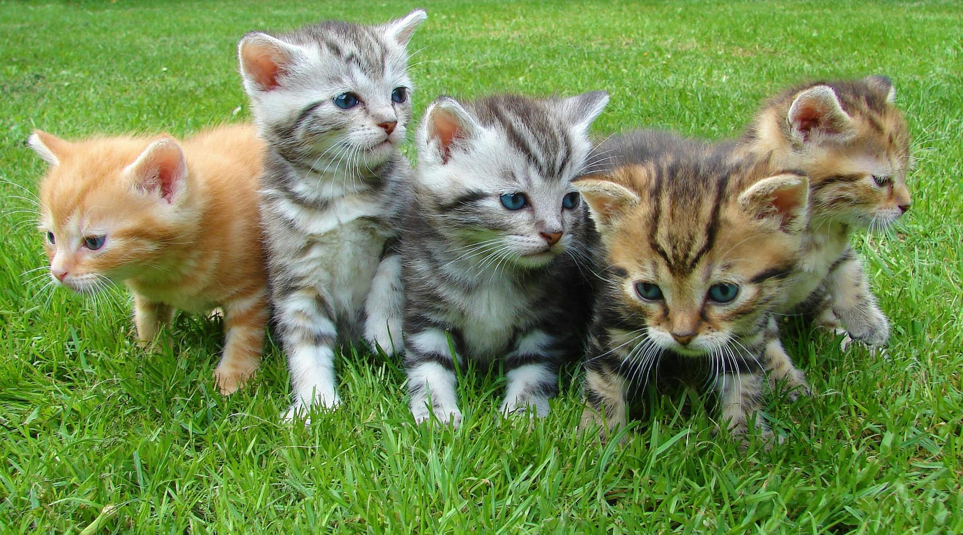 Healthy, Home-Raised Coon Cats for Sale at Amore Cattery in California