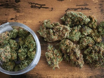 CBD flowers wholesale: calidad profesional y catálogo B2B con trazabilidad en La Cosechera