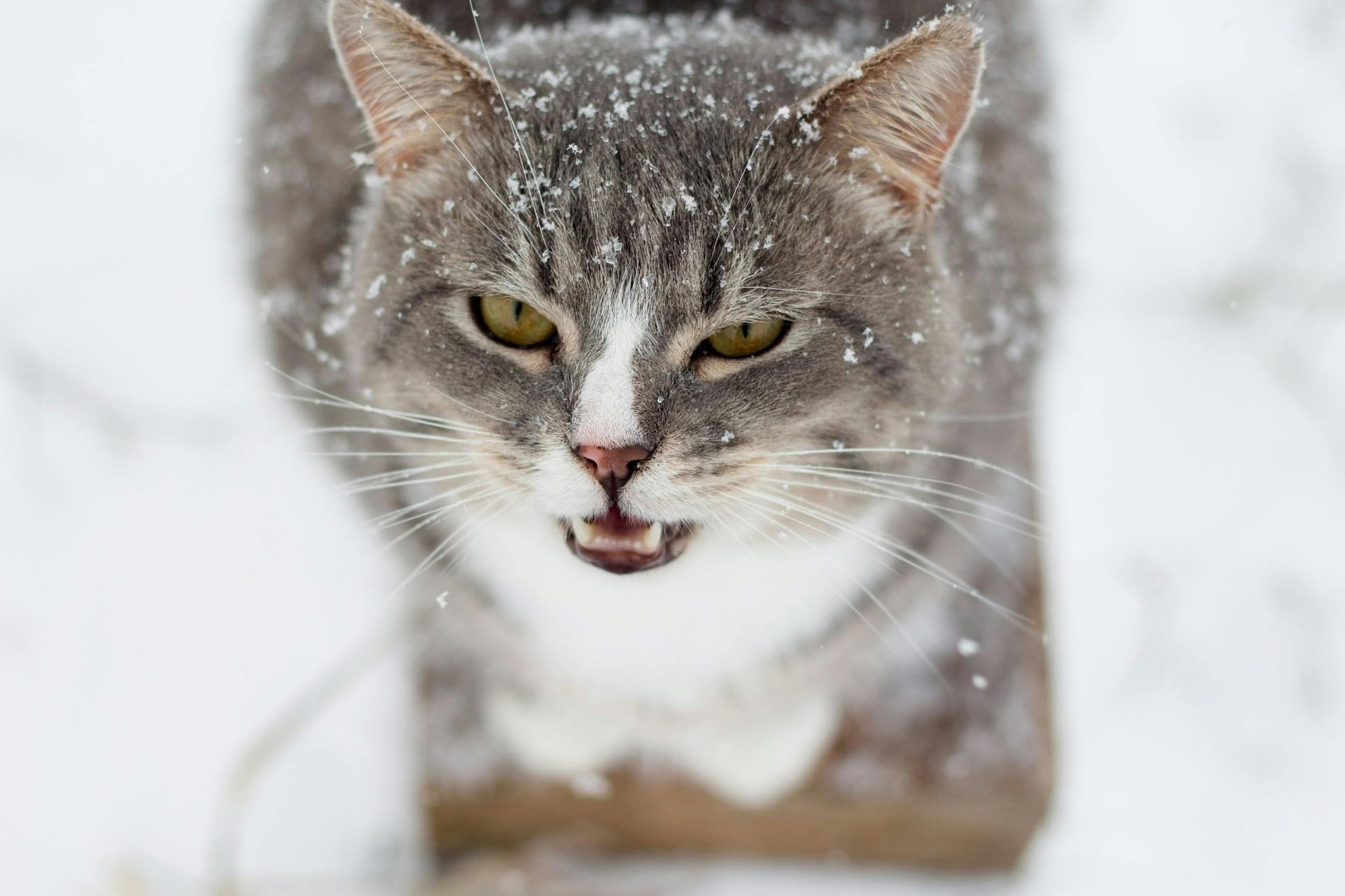 Maine Coon Cats for Sale from Trusted Home-Based Breeder