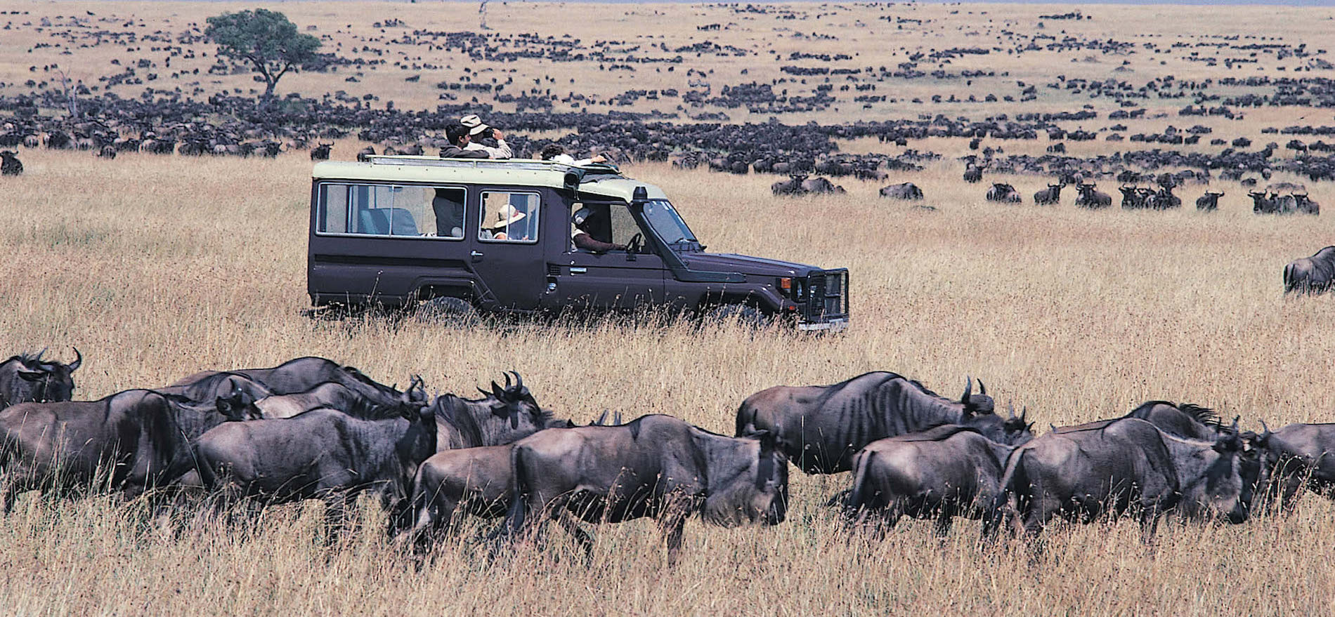 Experience the Ultimate Tanzania Safari: Wildlife &amp; Adventure Await