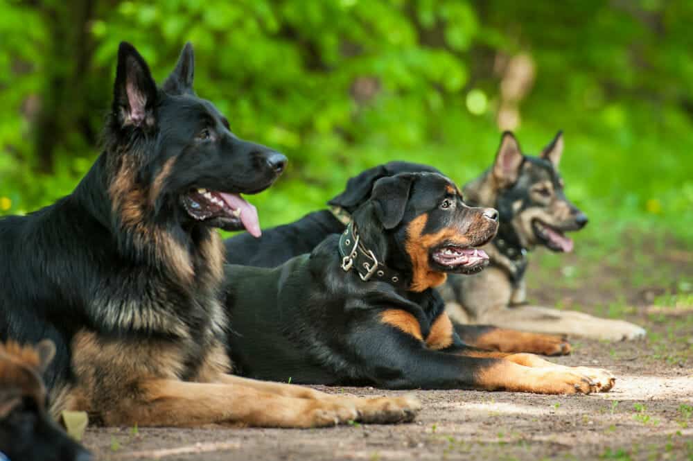 ISA Support Services: Trusted Protection Solutions Featuring Security Dogs