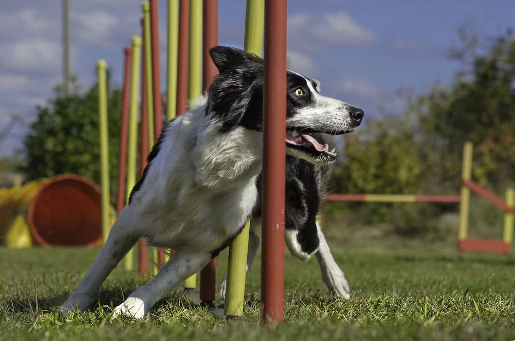 Mastering Canine Scent Detection Training: Expert Tips from Rob’s Dog Training