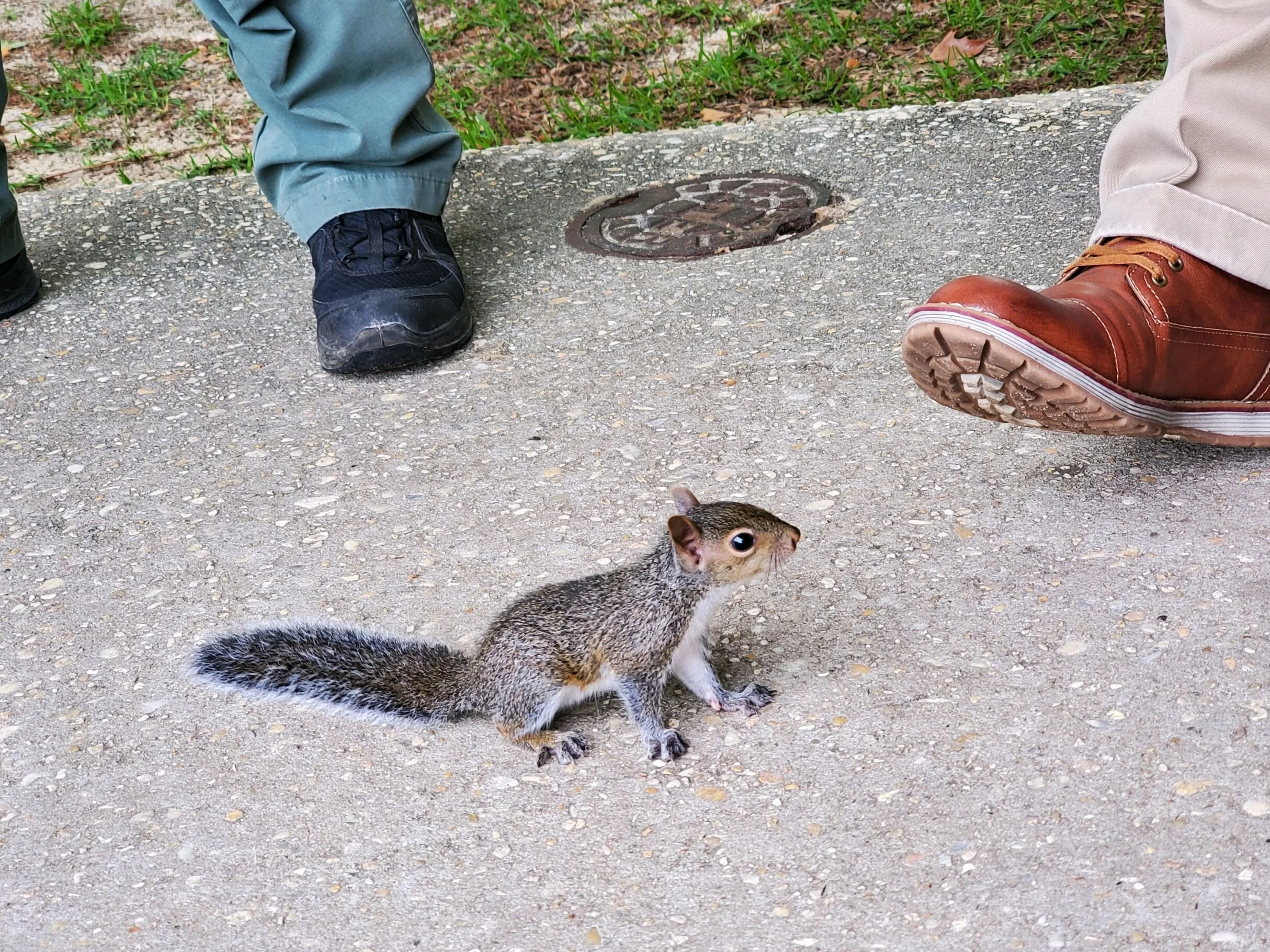 Professional Squirrel Removal Services for Your Home