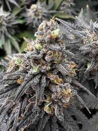 Cannabis Club Hamburg: Gemeinschaftlich &amp; Legal genießen