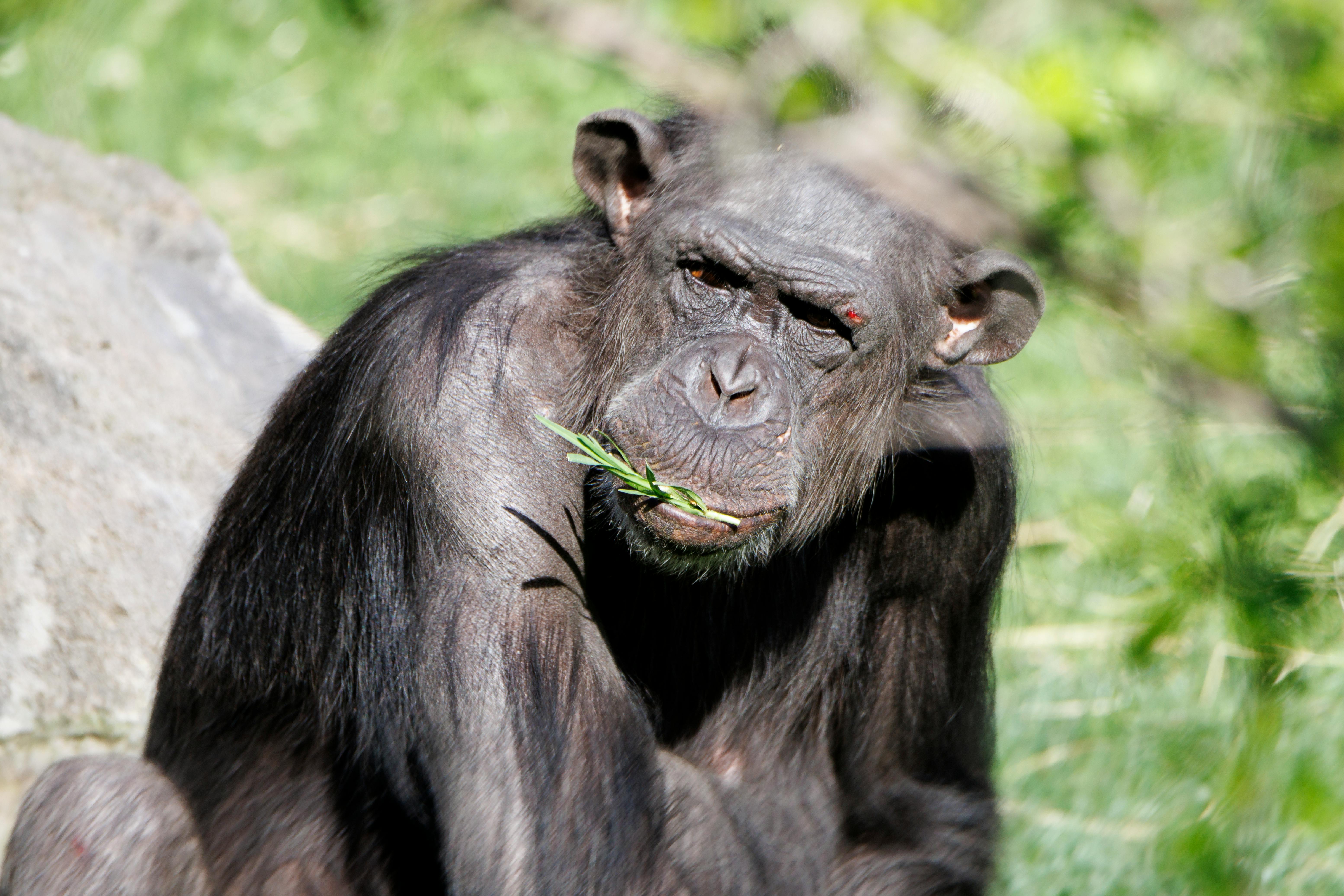 Chimpanzee Trekking Tours: Explore the Wild Side of Africa with SafariBando