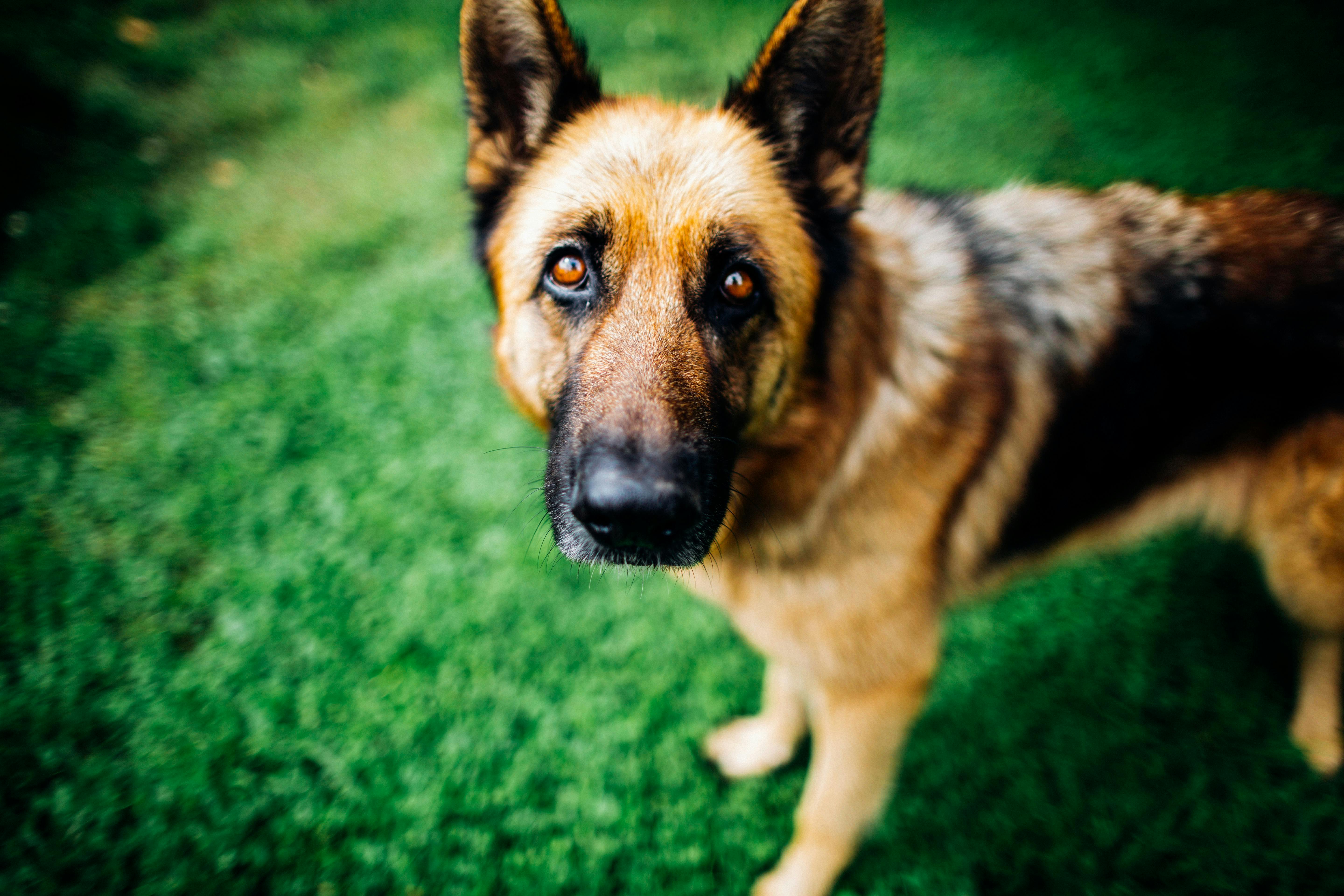 Security Dogs – Professional K9 Protection Services for Businesses