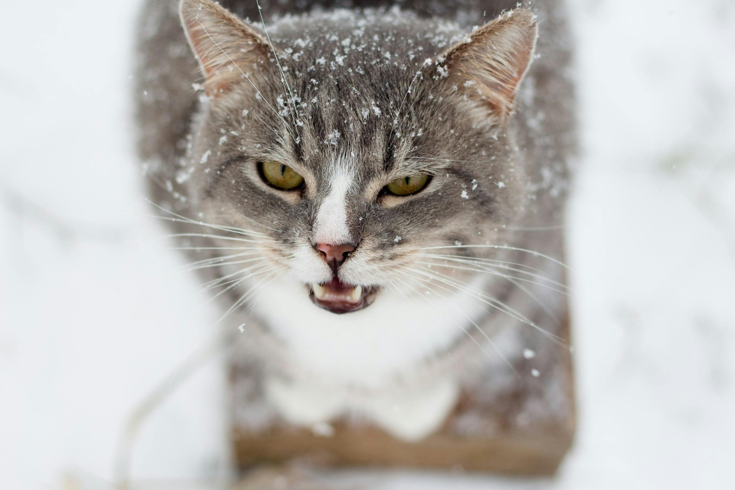 Maine Coon Cats for Sale from Trusted Home-Based Breeder