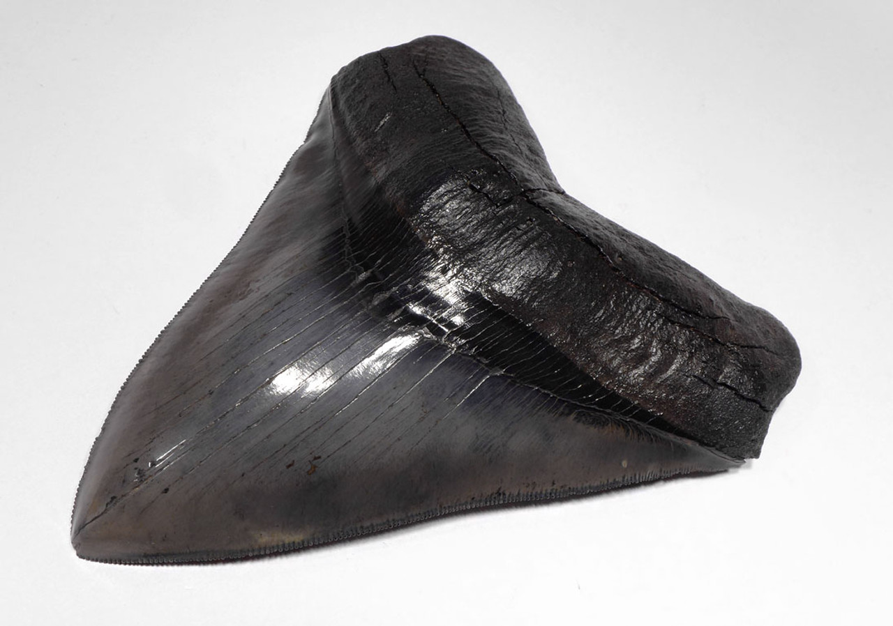 WHERE TO FIND AUTHENTIC MEGALODON TEETH FOR COLLECTORS