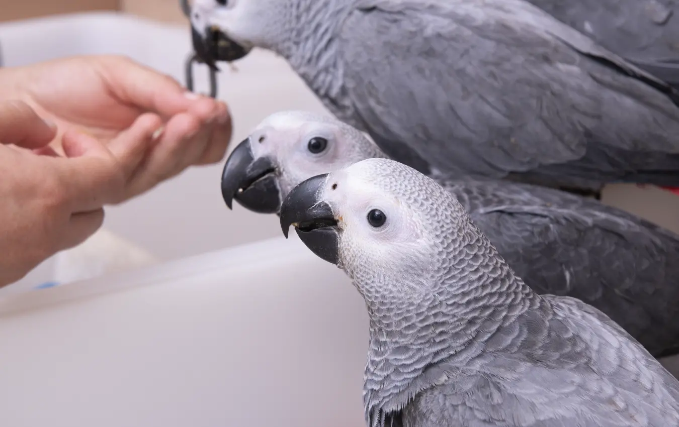 African Grey Parrots for Sale – Hand-Raised by Amazing Birds Farm