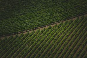 pexels-francesco-ungaro-9566125