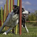 Mastering Canine Scent Detection Training: Expert Tips from Rob’s Dog Training